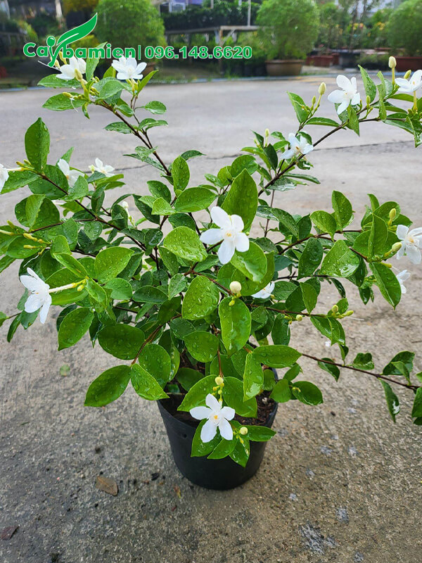 Chỉ vài chục nghìn một chậu Mai Chỉ Thiên cao 35cm