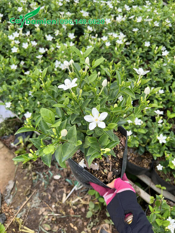 Mua cây hoa Mai Chỉ Thiên trồng viền đẹp