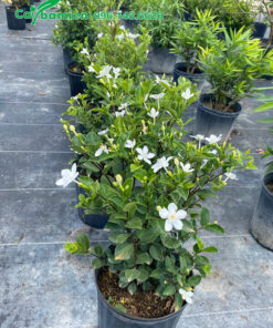 Hàng Mai Chỉ Thiên trưởng thành, còn nguyên bầu