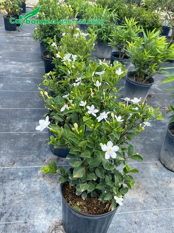 Hàng Mai Chỉ Thiên trưởng thành, còn nguyên bầu