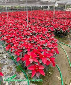 Cây nhất phẩm hồng đẹp, giá rẻ