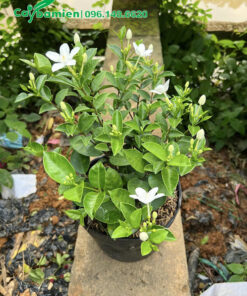 Chậu hoa Mai Chỉ Thiên đẹp