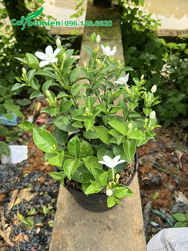 Chậu hoa Mai Chỉ Thiên đẹp