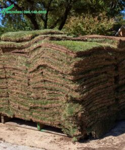 Các trồng cỏ đã cắt thành thảm, chuẩn bị trồng