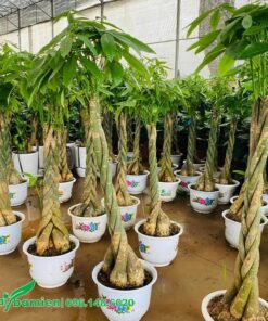 Những chậu Kim Ngân lâu lăm, thân uốn và tết cực đẹp