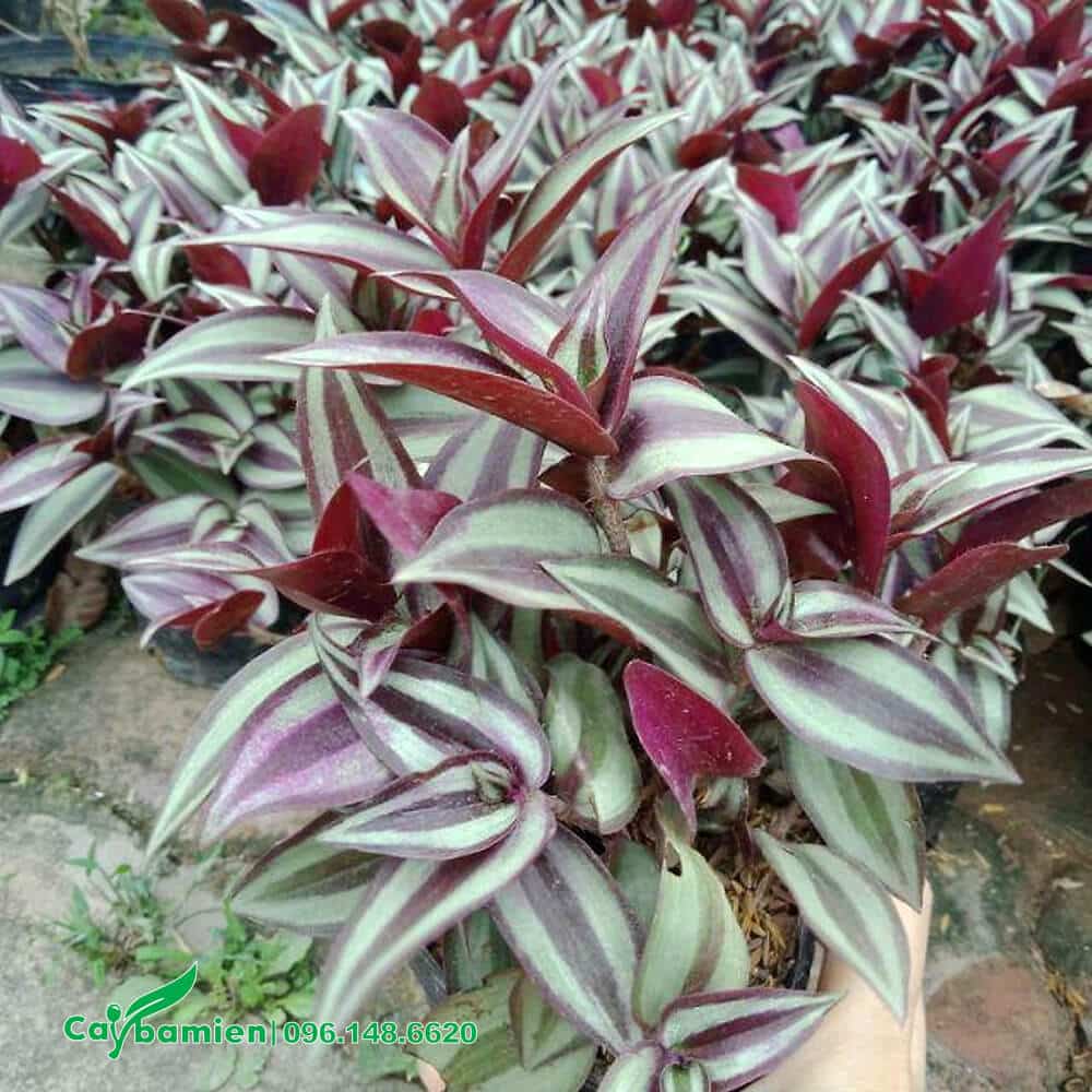 Thài Lài Tía trưởng thành, chiều cao khoảng 35cm