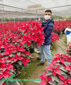 Cây Trạng Nguyên đỏ rực tại vườn Cây Ba Miền