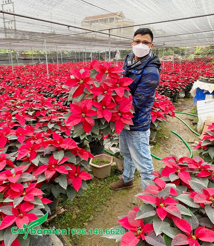 Cây Trạng Nguyên đỏ rực tại vườn Cây Ba Miền