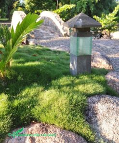 Cỏ trang trí tiểu cảnh đẹp