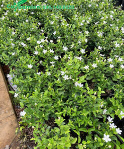 Vườn giống nuôi trồng Mai Chỉ Thiên hoa trắng