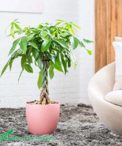 Cây Thắt Bím trồng trong trang trí phòng khách