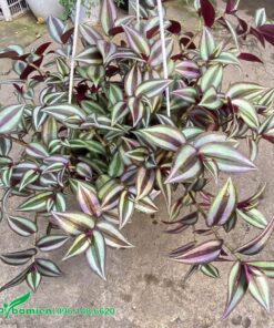 Giỏ cây Thài Lài đẹp với màu tía, xanh và trắng độc đáo