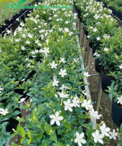 Cây Mai Chỉ Thiên trưởng thành, hoa đẹp