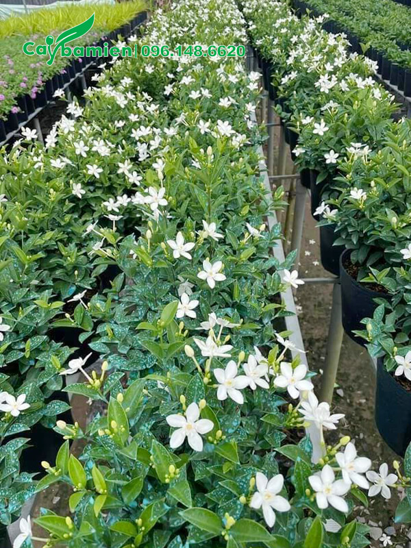 Cây Mai Chỉ Thiên trưởng thành, hoa đẹp