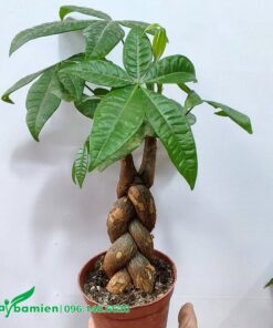 Chậu cây gồm 3 cây Kim Ngân đan xen với nhau