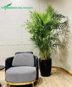 Chậu Cau Trúc Hawai trang trí phòng khách