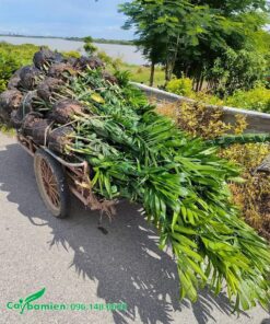 Đánh cây Cau Hawai tại vườn giống