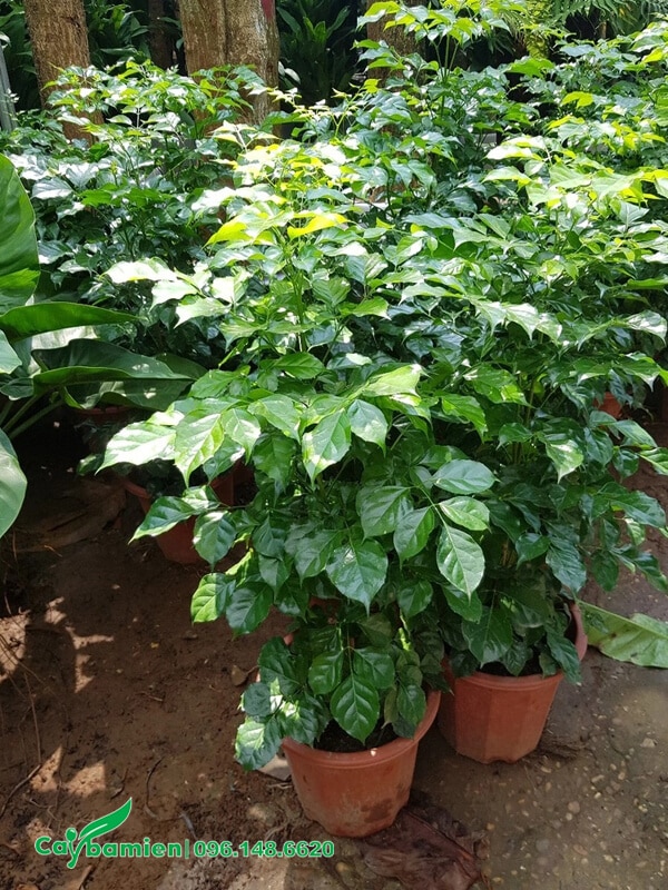 Mua cây giống cao 70cm