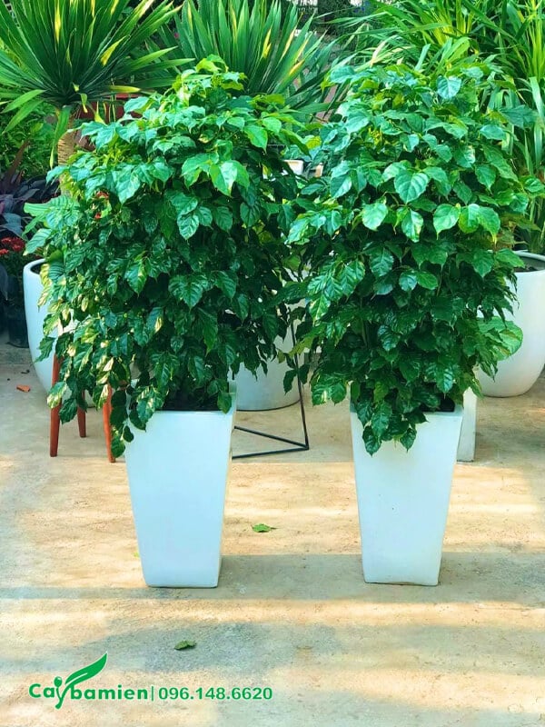 Hai chậu cây Hạnh Phúc trang trí văn phòng