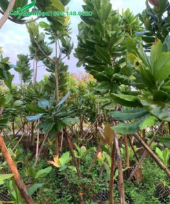 Vườn bàng vuông sạch sâu bệnh