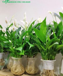 Lan Ý thủy sinh đẹp