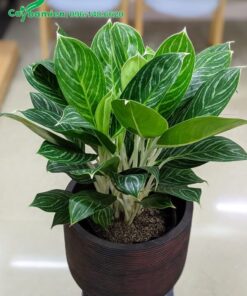 Cây Bạch Mã Phong Thủy để bàn