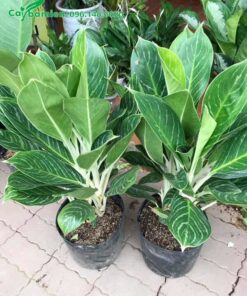 Cây giống vẫn để trong túi bầu, chiều cao 35cm