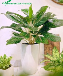 Cây trồng trong chậu xứ cao