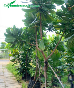 Vườn Bàng Vuông trưởng thành, chiều cao khoảng 3m