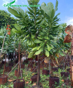 Cây đẹp, thoát thân khoảng 1m, tán có 5 - 6 cành