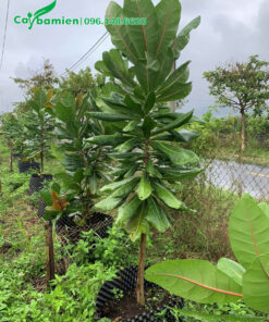 Hàng cây Bàng Vuông giống cao 1m5