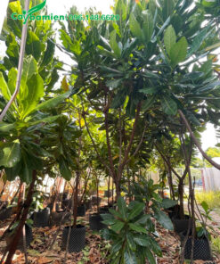 Hàng dưỡng ủ từ nhỏ, chiều cao khoảng 3m