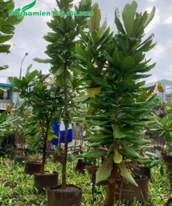 Bàng Vuông trồng trong bầu từ nhỏ, chiều cao 3m