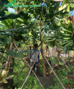 Hàng công trình, đường kính gốc 5 - 8cm