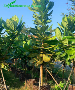 Dáng cây thẳng đẹp, lá đều và xanh mướt