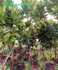 Bàng Vuông công trình chiều cao 4m