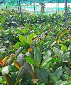 Cây Bàng Vuông giống gieo hạt