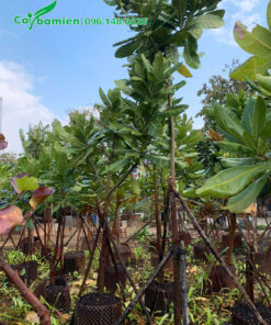 Bàng Vuông cao 2 - 3m