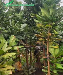 Cây thuần bầu, đã dưỡng thời gian dài