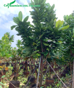 Hình ảnh cây bàng vuông xanh đẹp, đường kính gốc 5cm