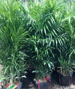 Cây có tán lá xum xuê, xanh tốt