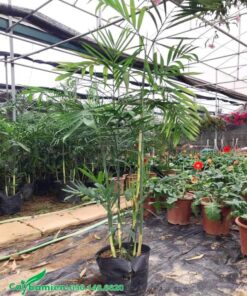Cây giống cau trúc được nhân giống bằng tách chồi