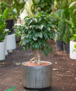 Cây Hạnh Phúc mini dáng bonsai đẹp