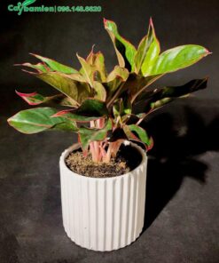 Cây Phú Quý đẹp, trồng sẵn trong chậu