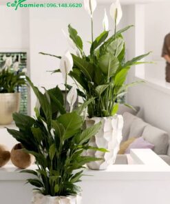 Chậu Lan Ý cảnh đặt trong phòng khách