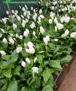 Vườn Lan Ý cảnh lá vừa, đã cho hoa