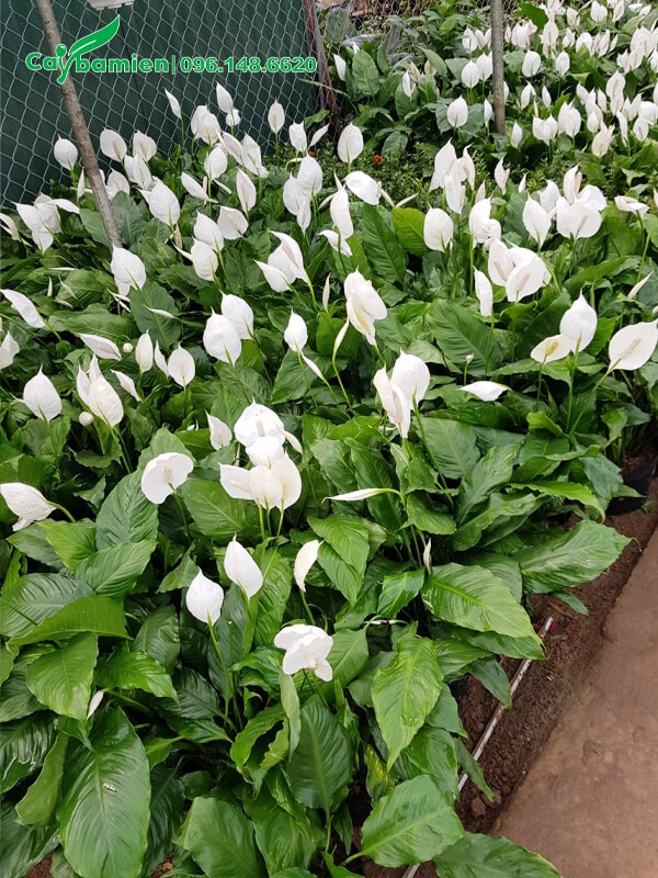 Vườn Lan Ý cảnh lá vừa, đã cho hoa