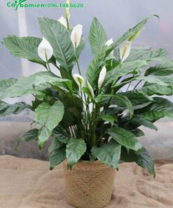 Chậu cây trang trí trong nhà đẹp