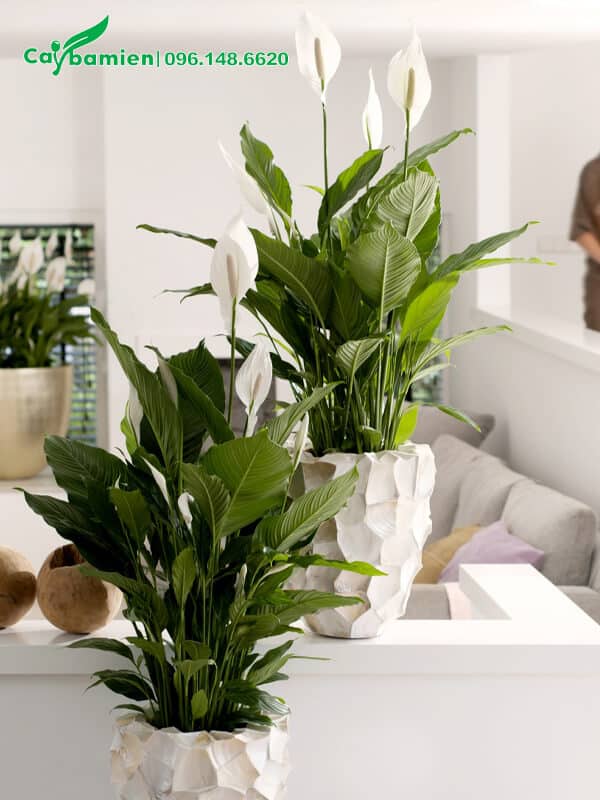 Chậu Lan Ý cảnh đặt trong phòng khách