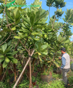 Nhân viên đang kiểm tra định kỳ tình hình sâu bệnh cho cây